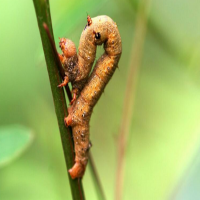 農(nóng)藥殘留檢測儀的應用提高農(nóng)殘檢測效率，適用于流動檢測